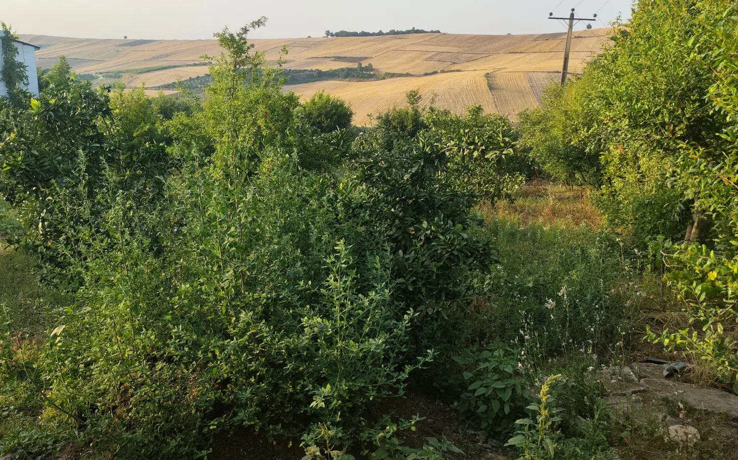 باغ ویلایی