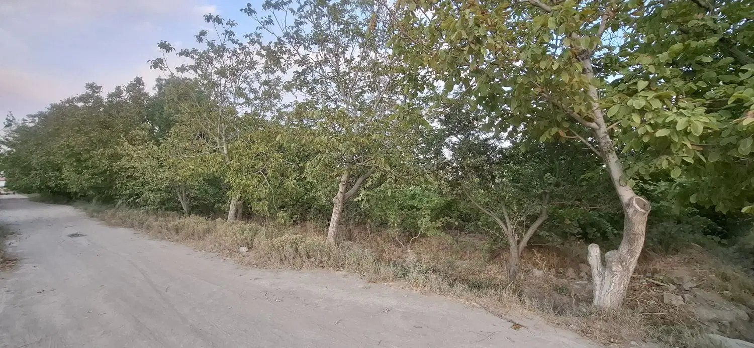 باغ سرسبز ۵۵۰۰متر مناسب قطعه بندی بکه