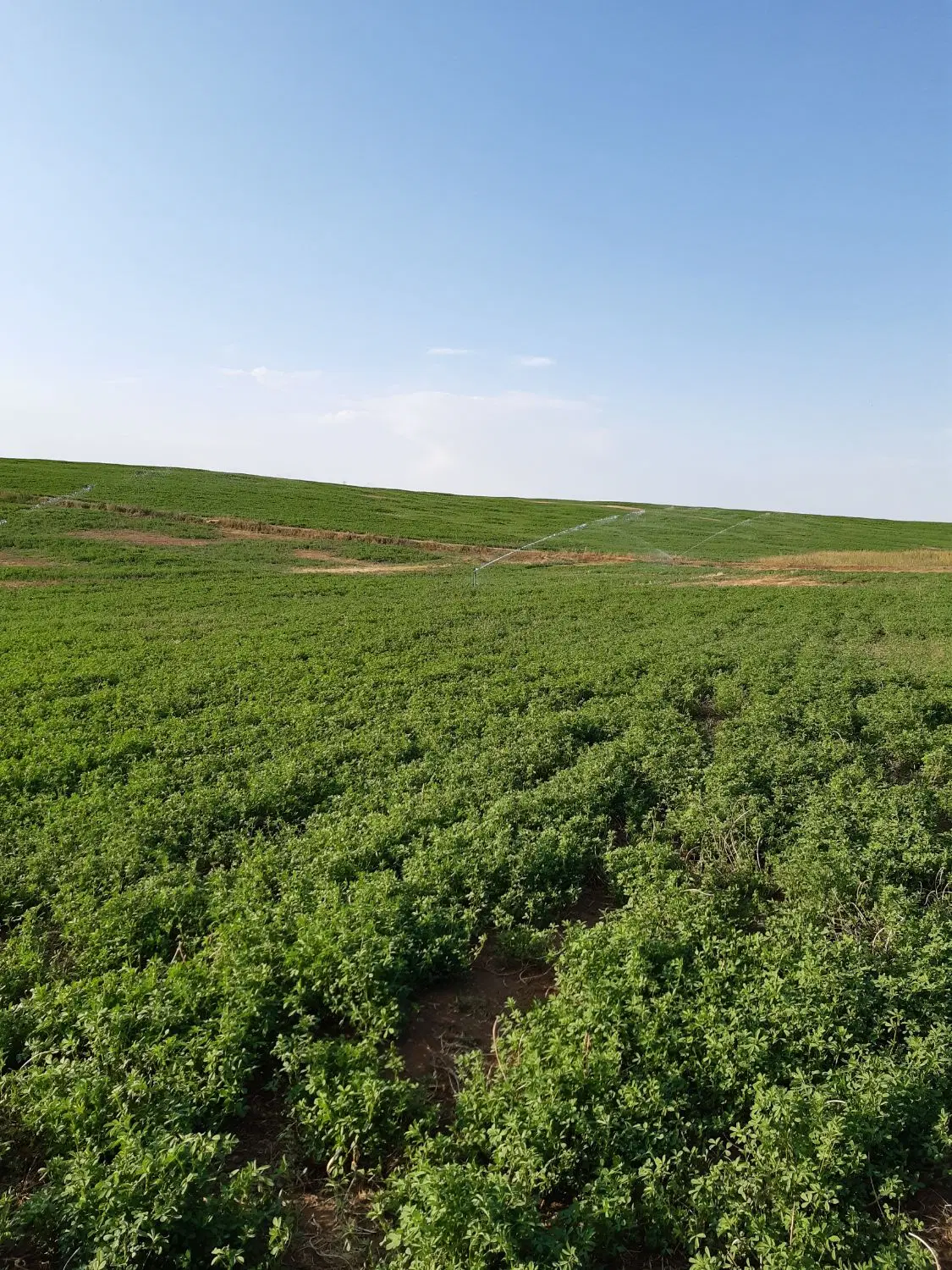 زمین یونجه وگندم در ایدغموش
