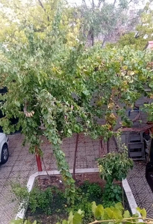 اجاره مسکن