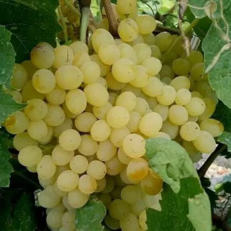اجاره باغ انگور ایستاده