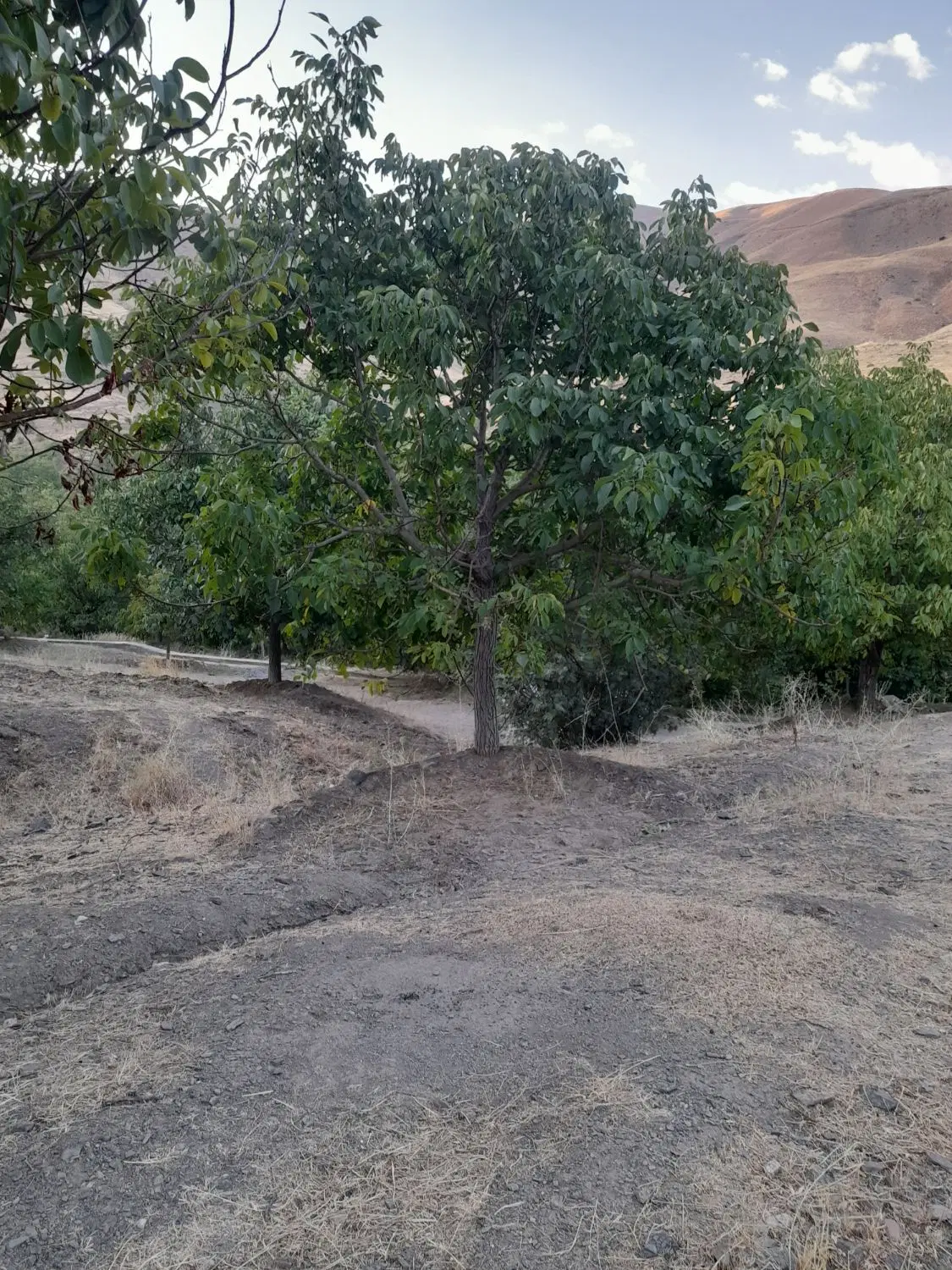 زمین باغی خنداب