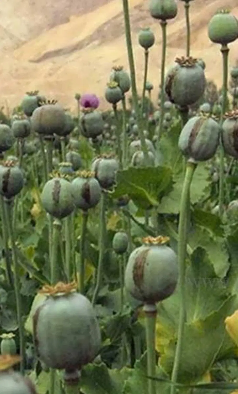 اجاره زمین آبی
