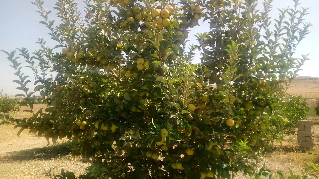 اجاره باغ سیب