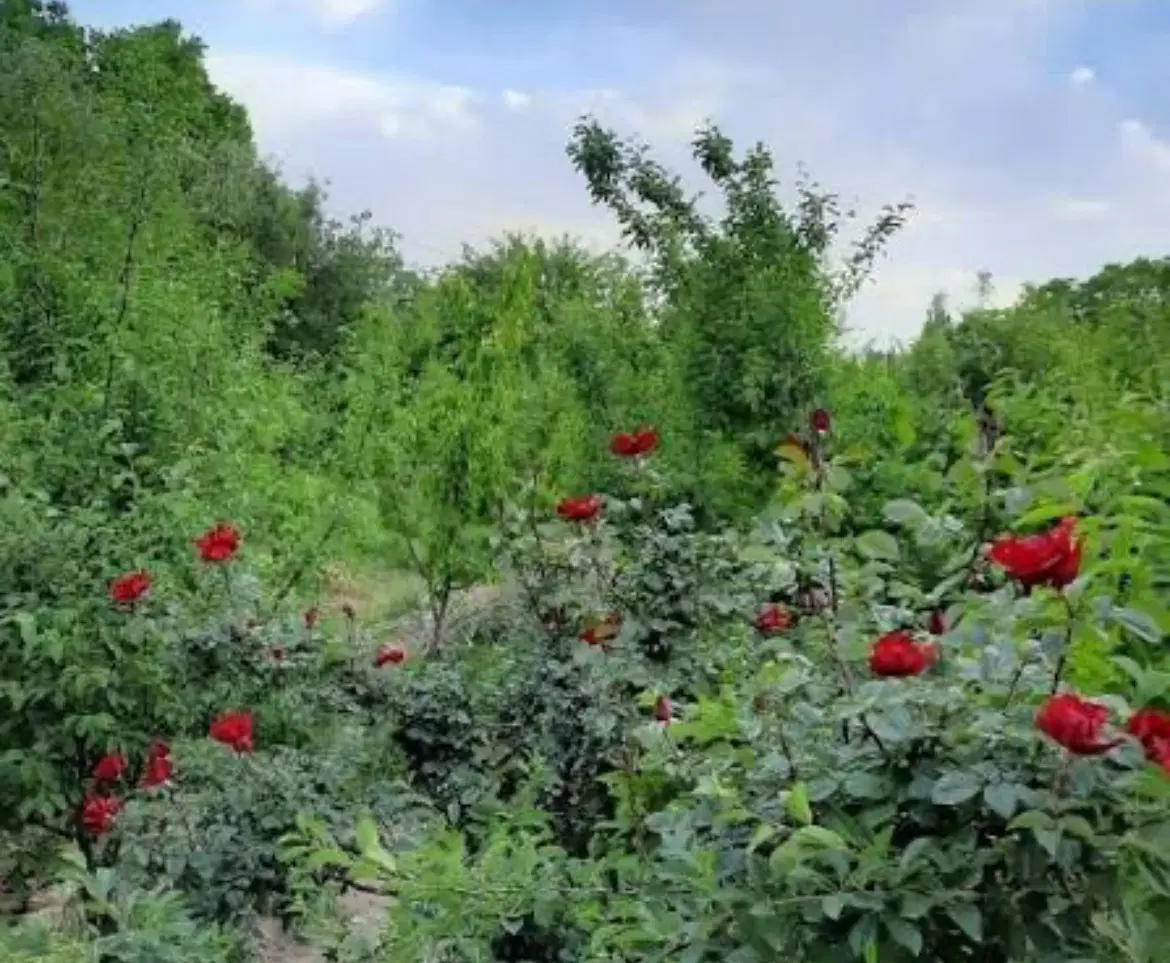 زمین کشاورزی