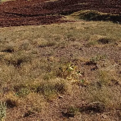 زمین باغ عمران فاز ۲