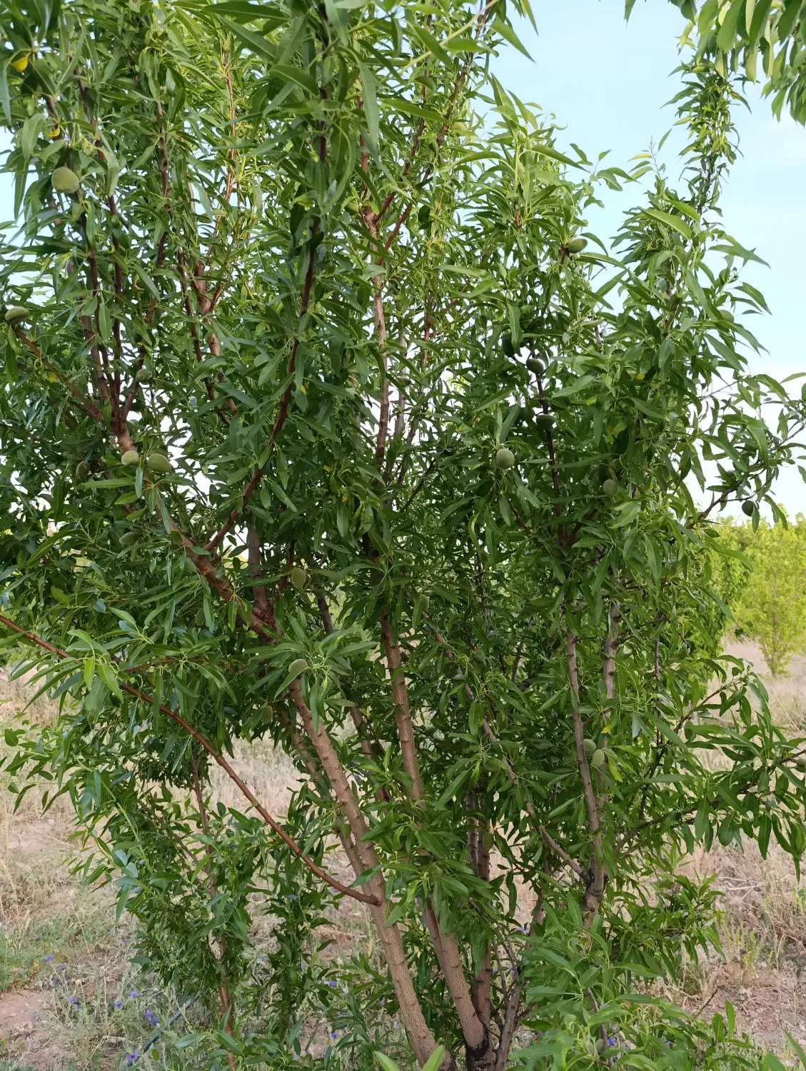 ملک آجیلی شوراب صغیر