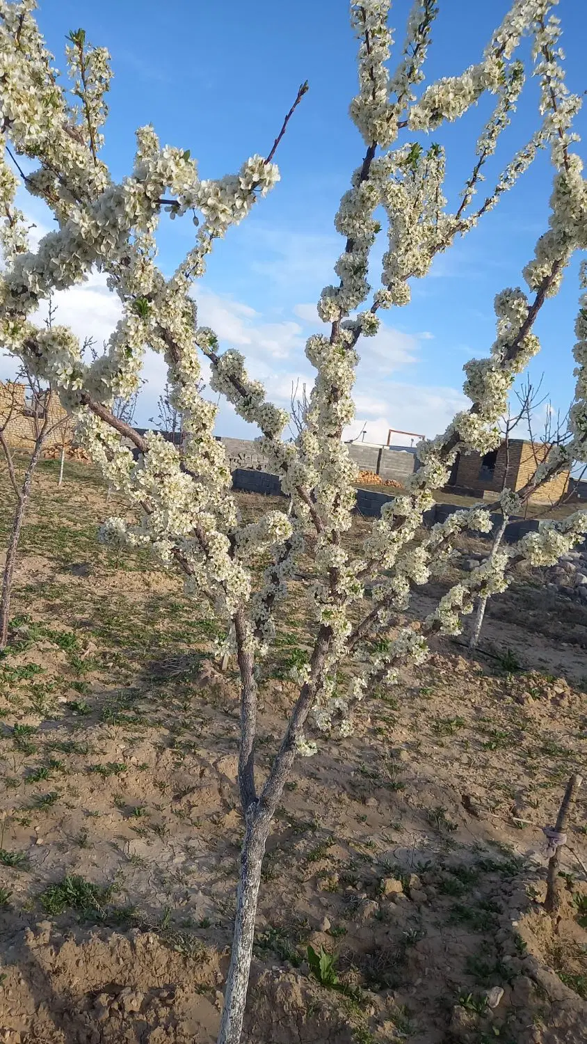 زمین ویلایی  (در منطقه عسگریه)