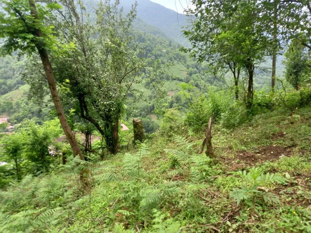 زمین مسکونی آماده ساخت‌وساز سیاهمزگی