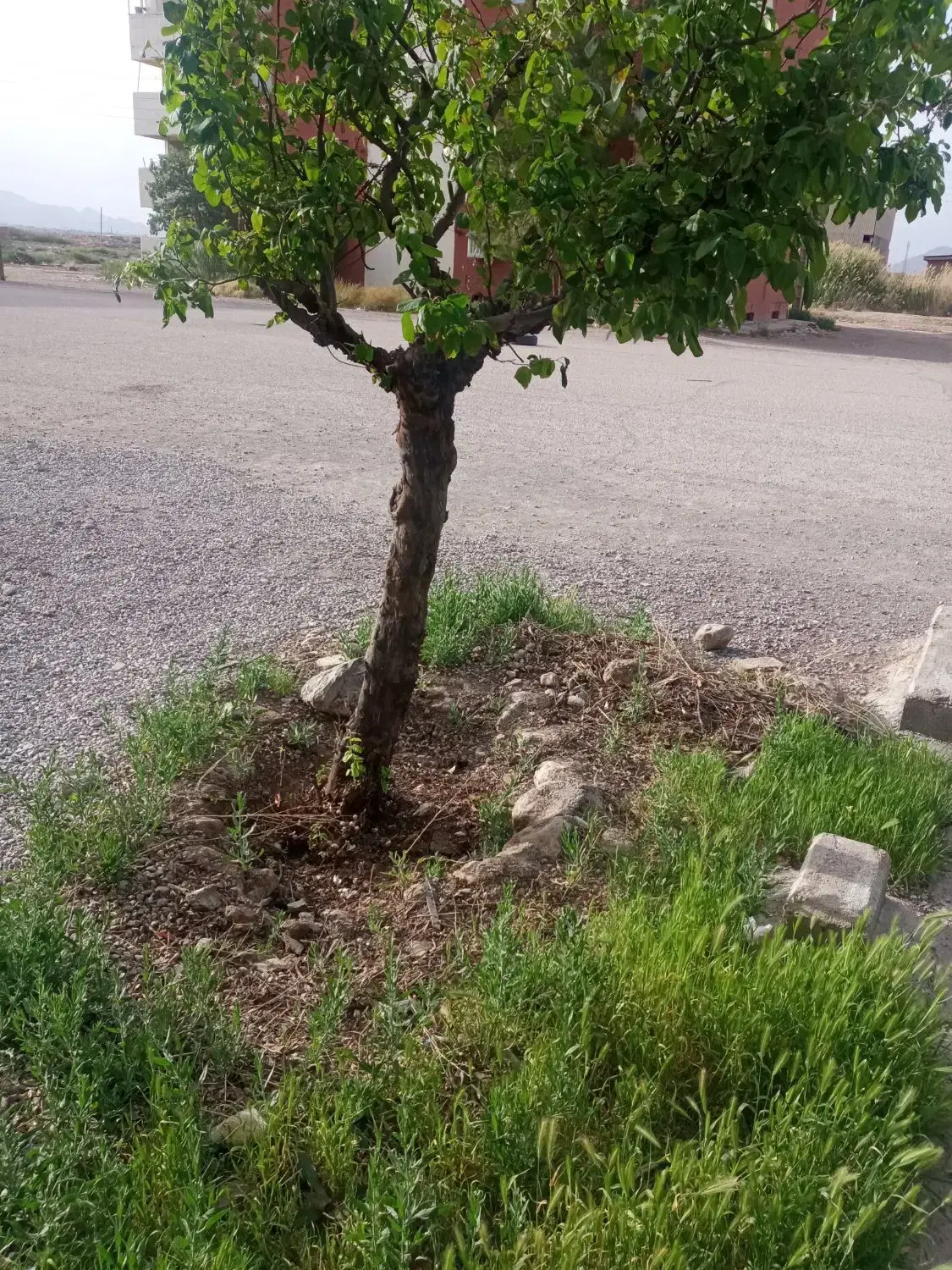 زمین فاز3ارتش