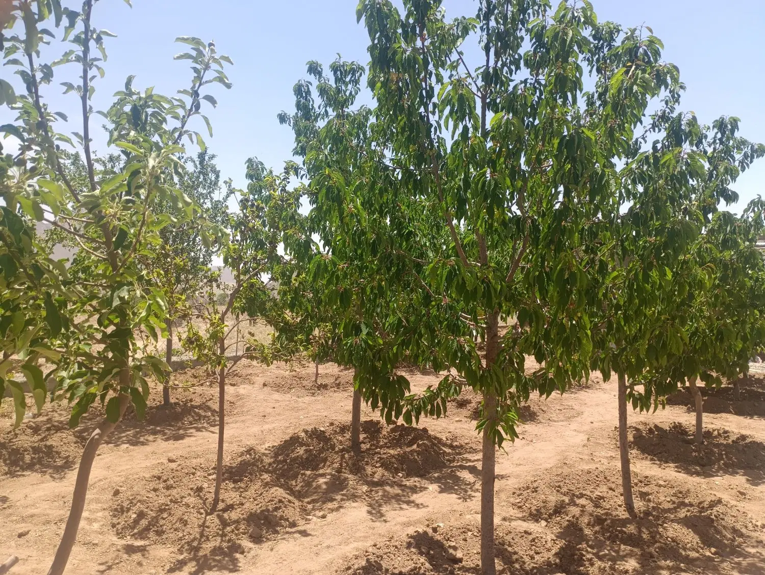 فروش باغ