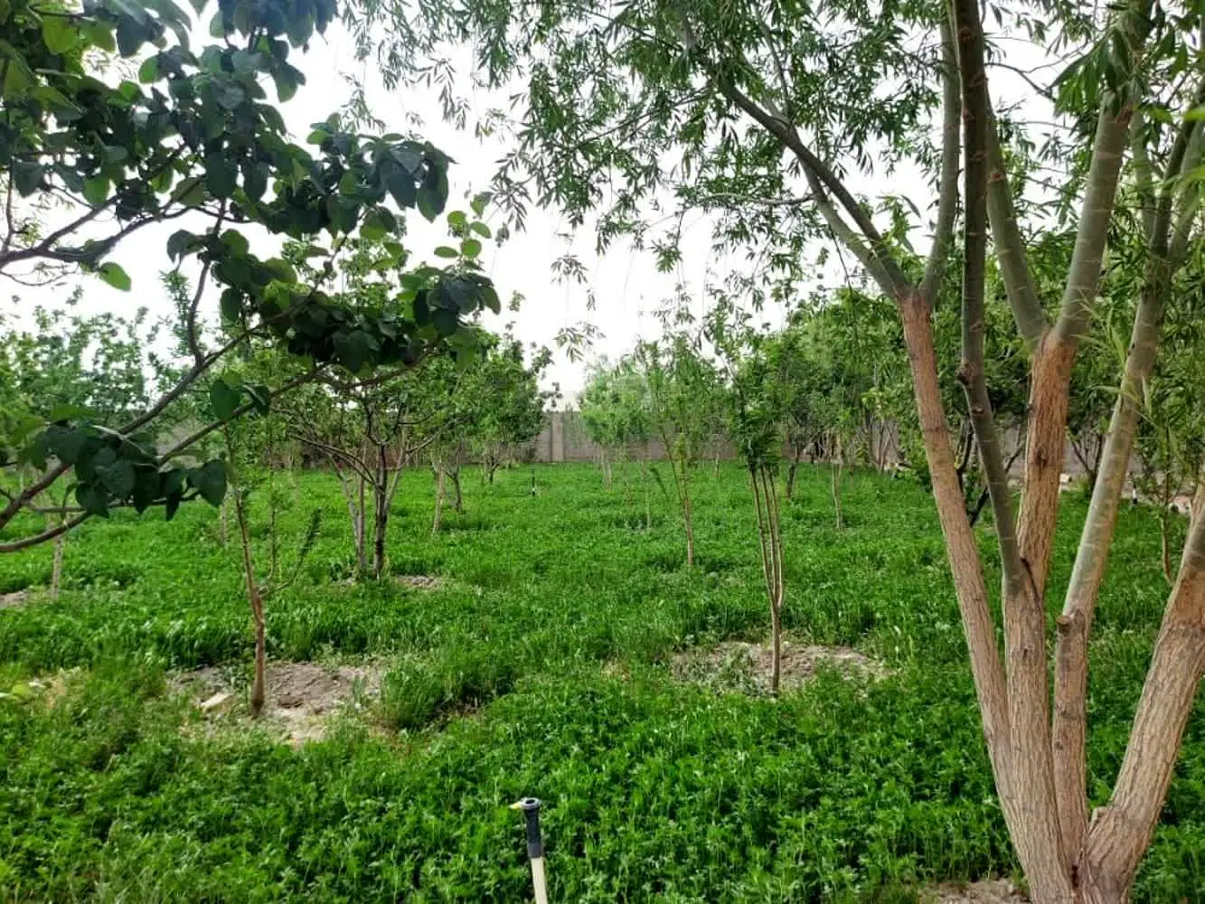 قطعات۱۰۰۰متری باغ سنددار_چند پلاک اول باشرایط ویژه