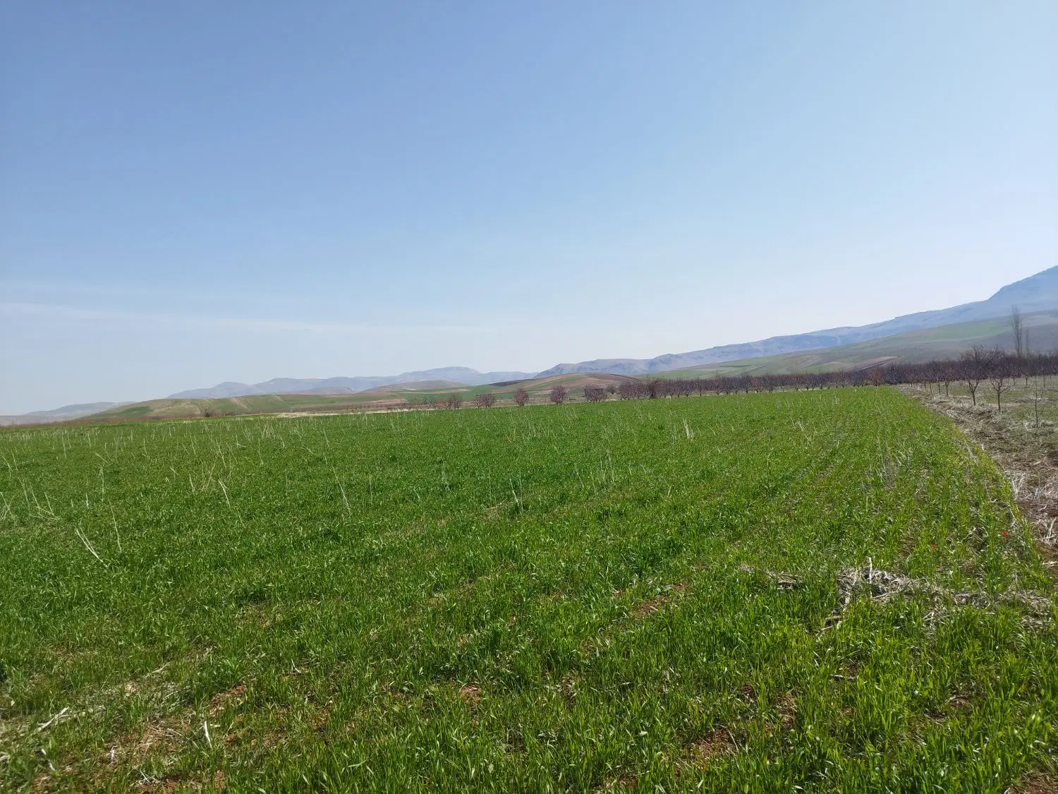 زمین کشاورزی