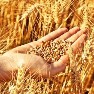 اجاره زمین کشاورزی برتش
