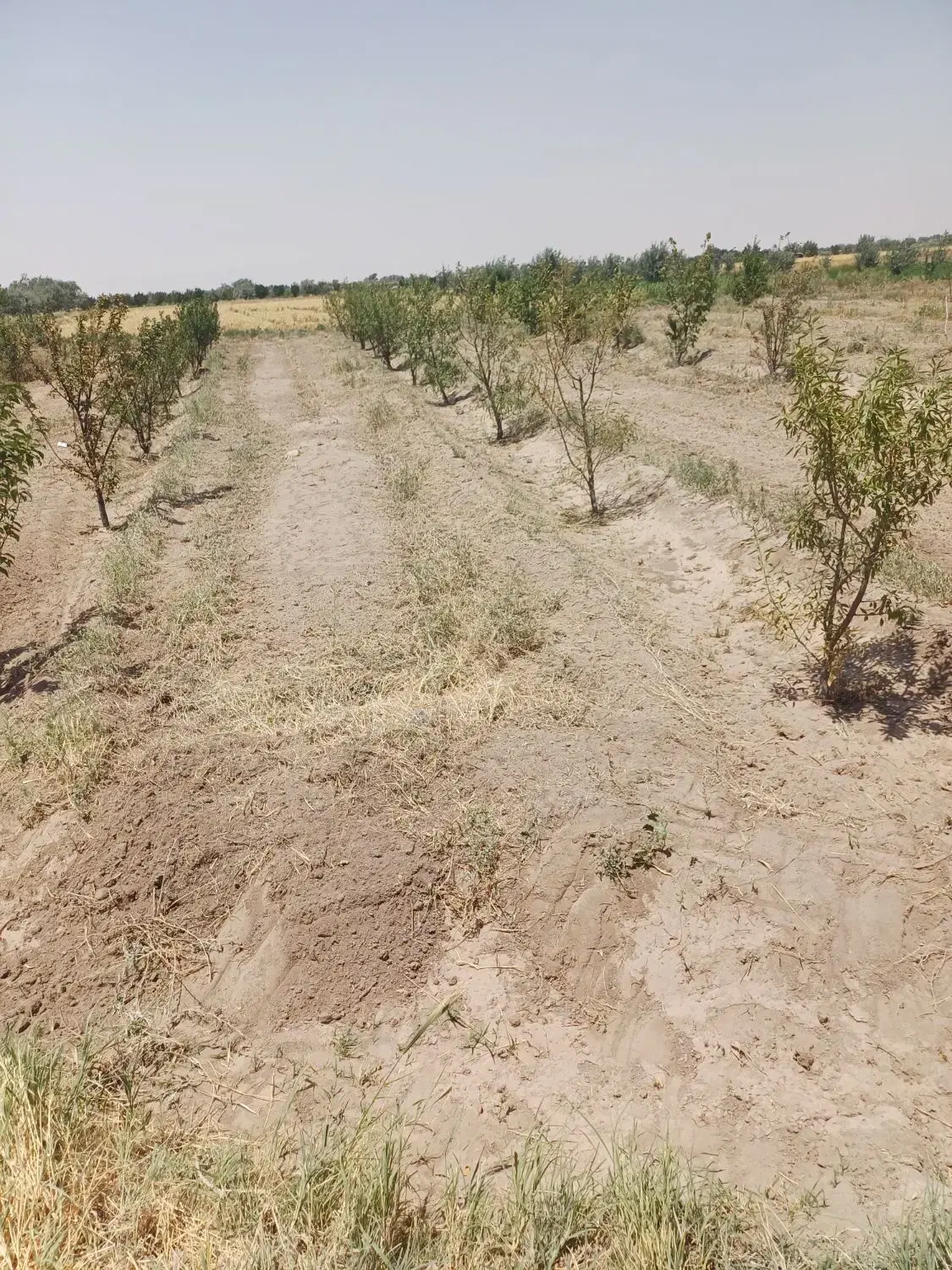 زمین ۹ باتمان روستای دستجرد