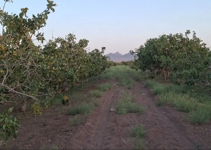 باغ پسته بزرگ در ابرکوه