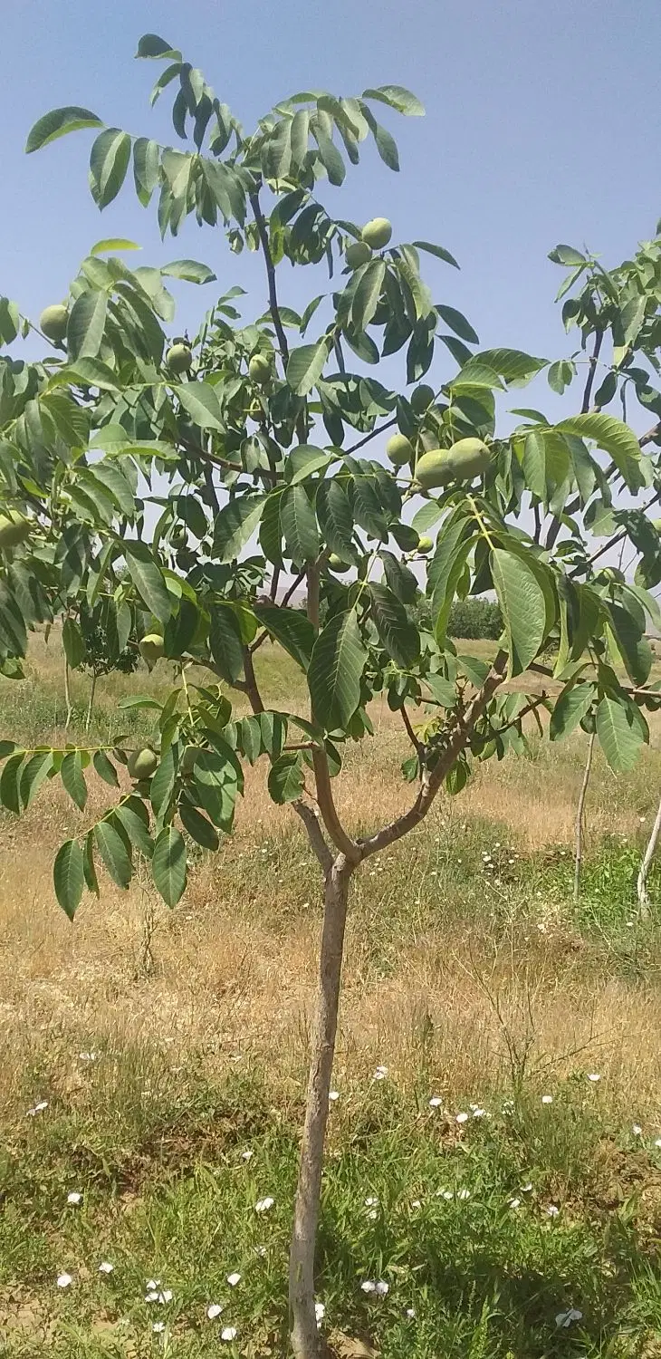باغ گردو
