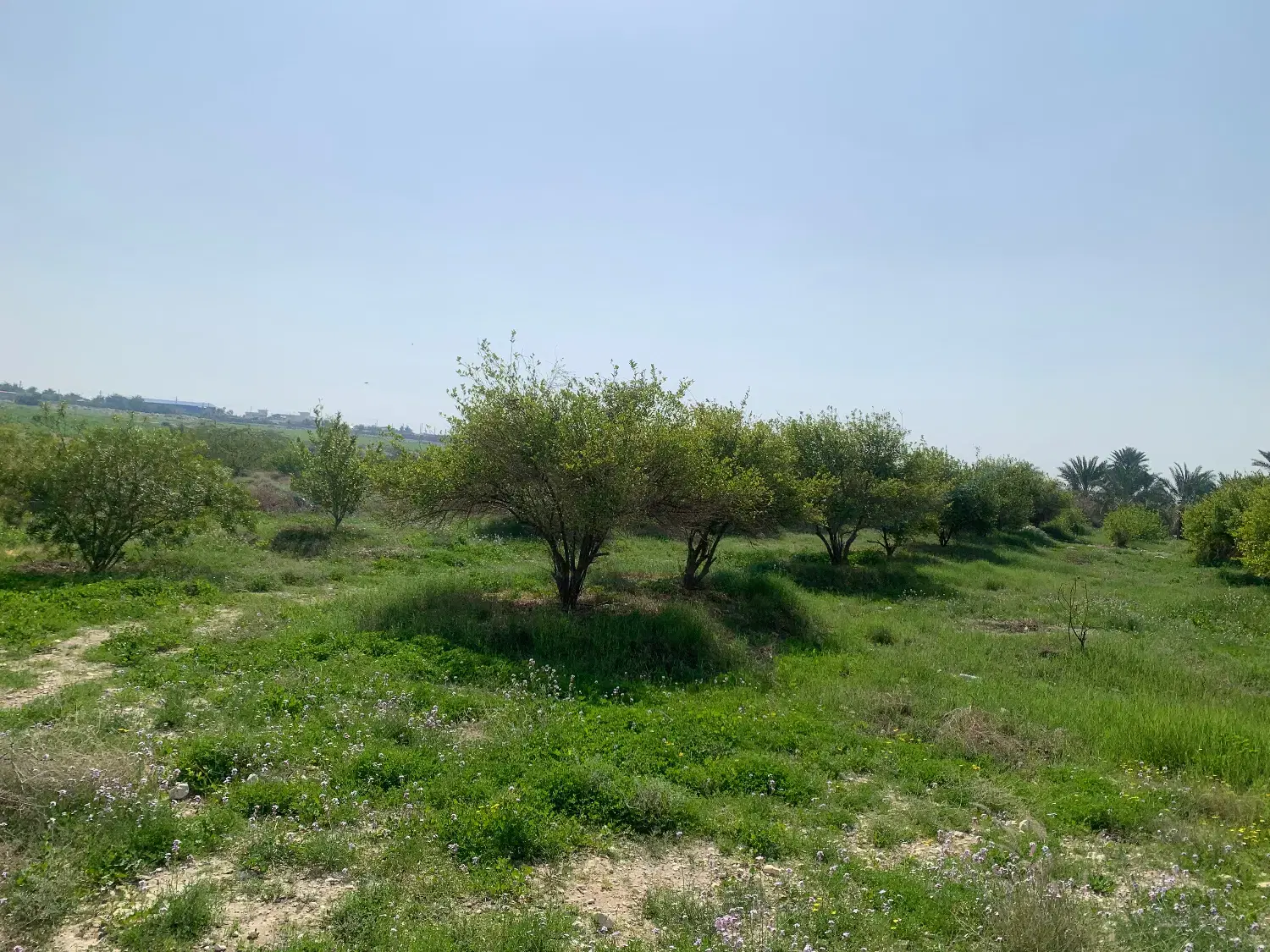 زمین باغی ۱۰۰۰ متری بالای پلیس رازیراتوبان بالایی