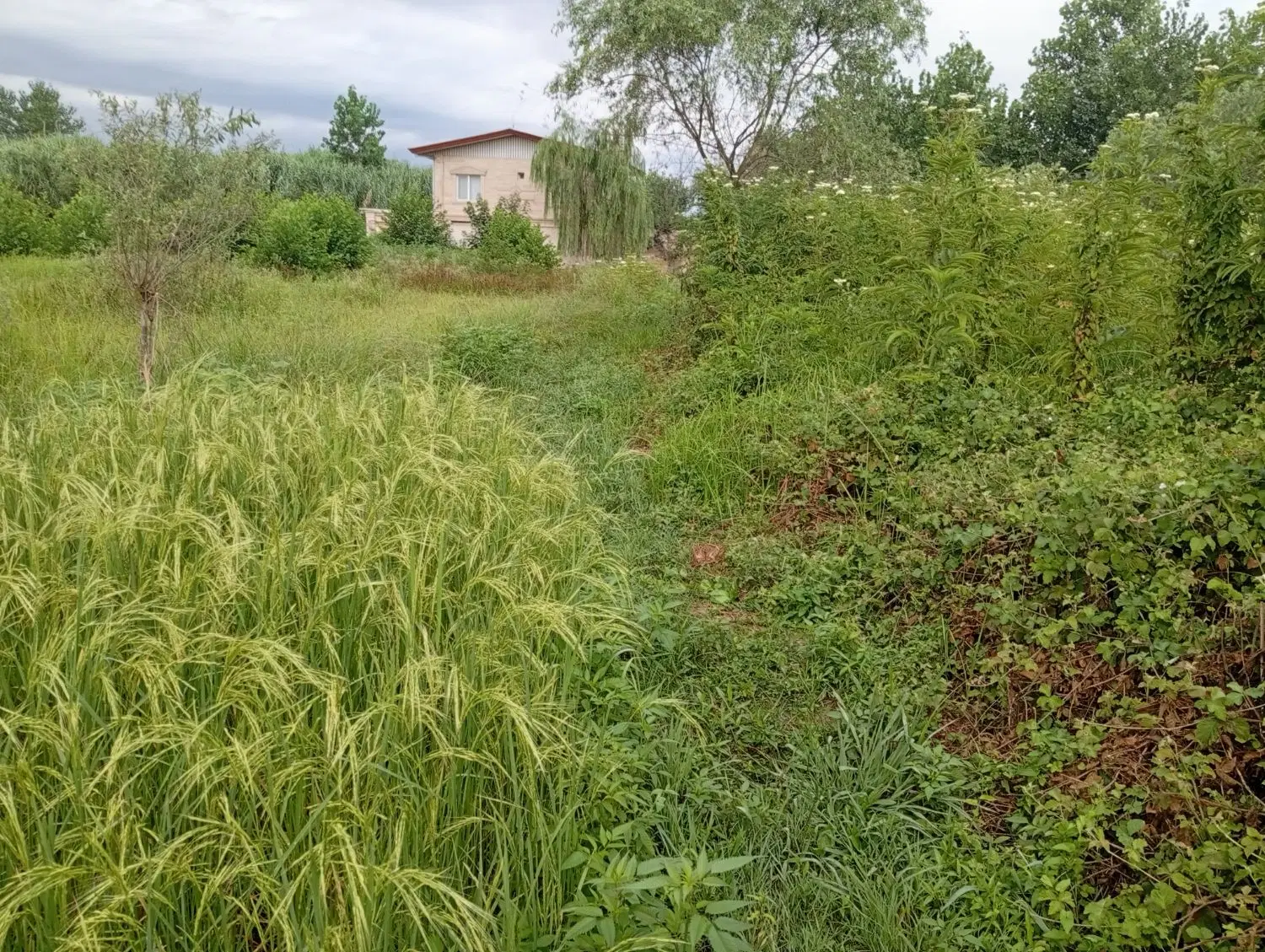 فروش زمین