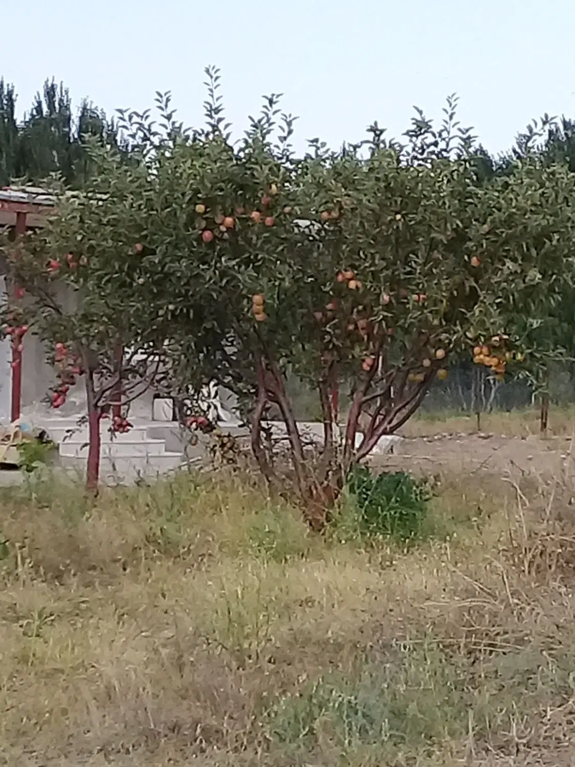 فروش زمین وباغ