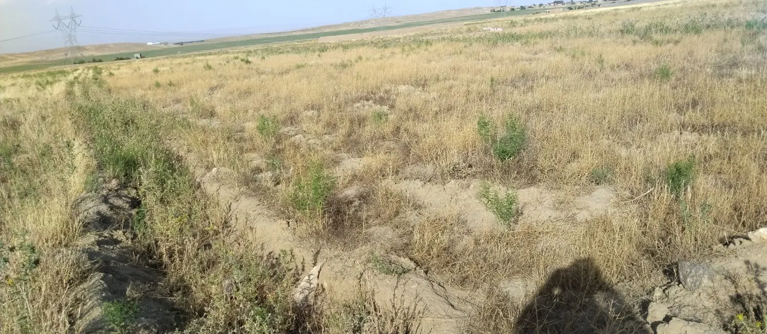 یه زمین زعفرانی به باغسنگان علیا   به فروش می‌رسد