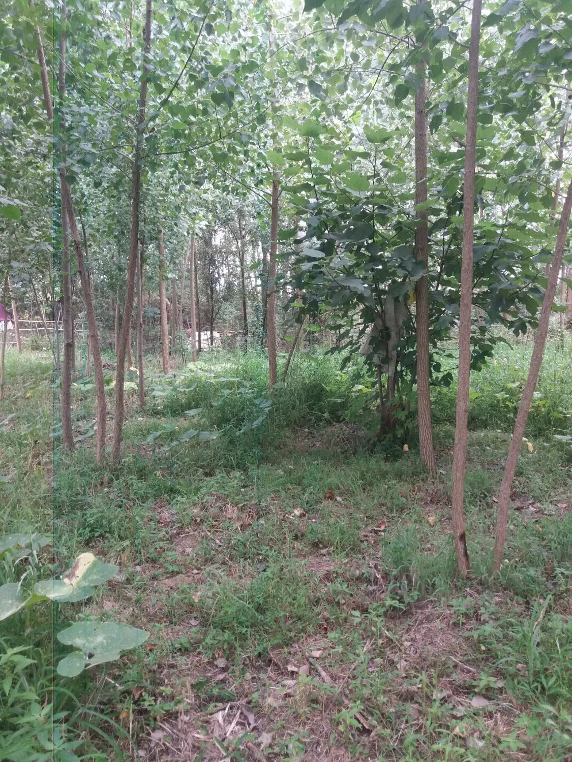 زمین باغی