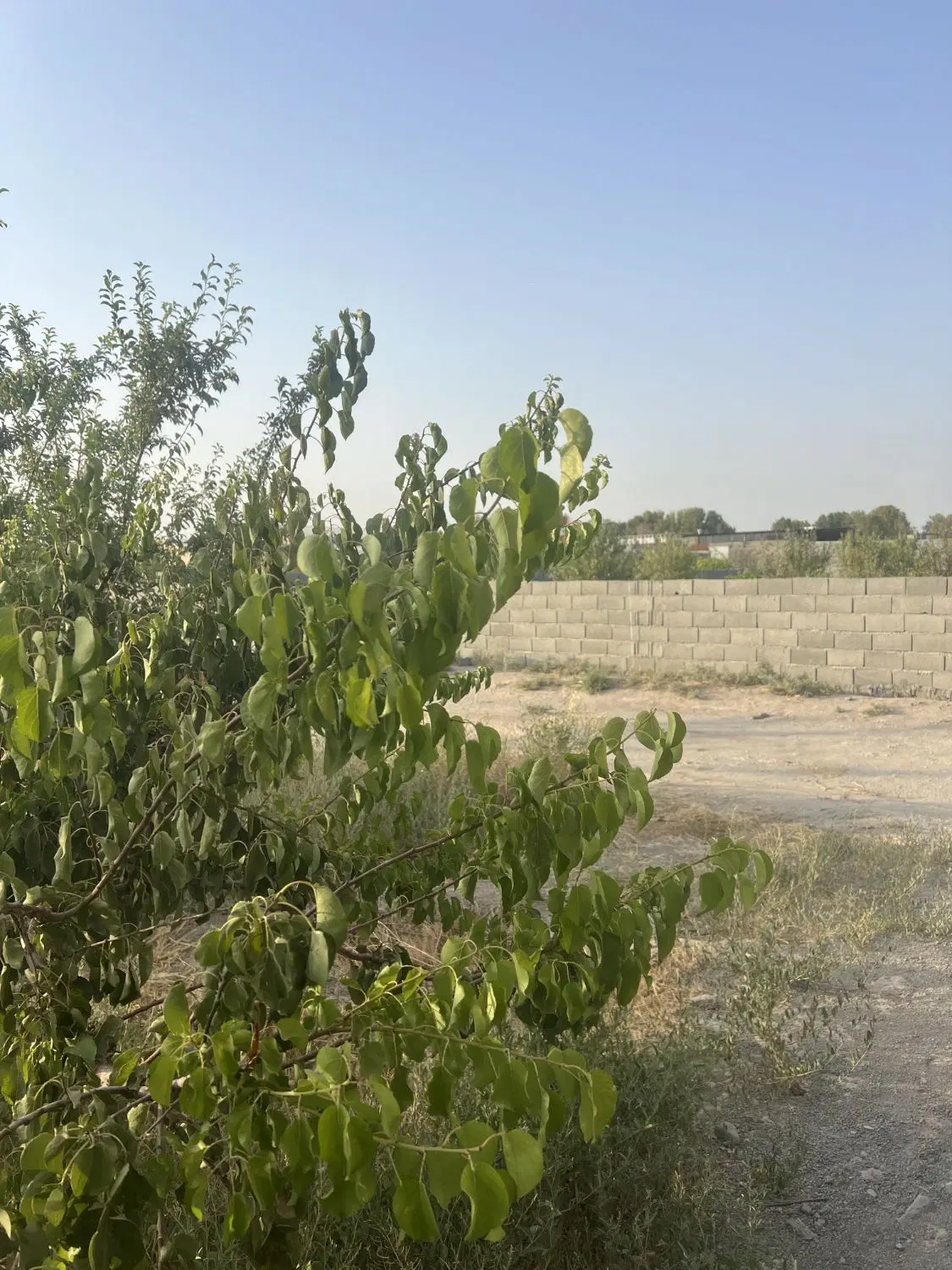 باغ و باغچه_درختان قدیمی و باردِه،۲۰۰ متر