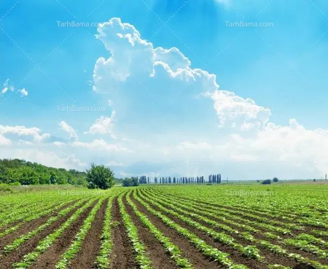 زمین کشاوزی روستای معصوم آباد