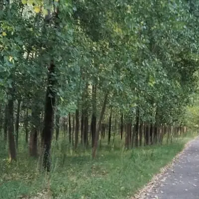 دو قطعه باغ ۵۰۰ متری