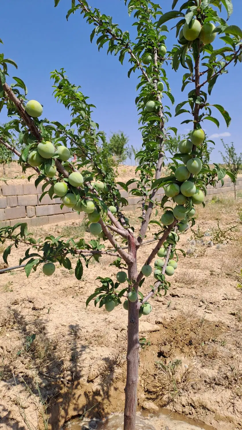 باغ در یکانه ارم۲