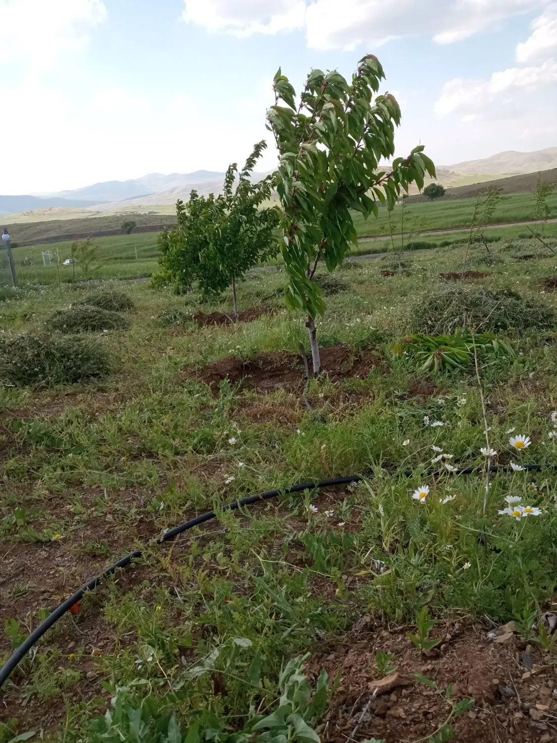 خانه باغ 1000متر