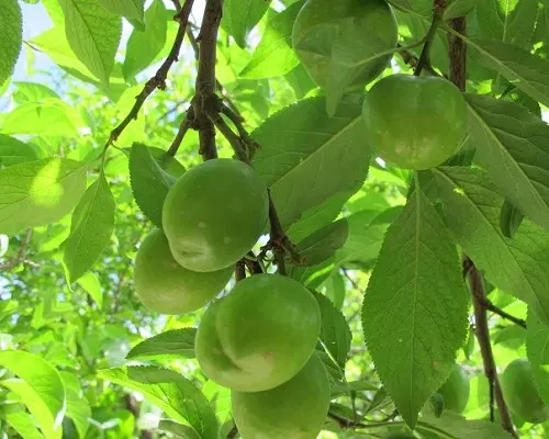 باغ ۳۰۰۰ متری در کردزار