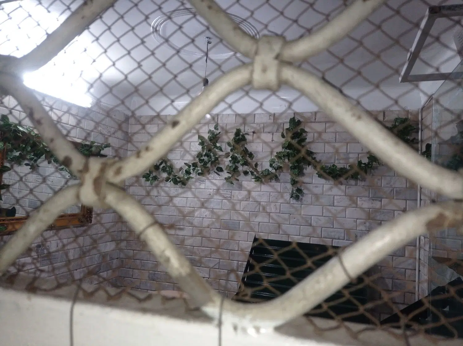 اجاره مغازه جهت میوه فروشی