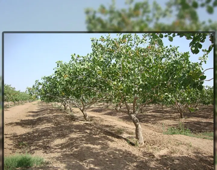 زمین کشاورزی