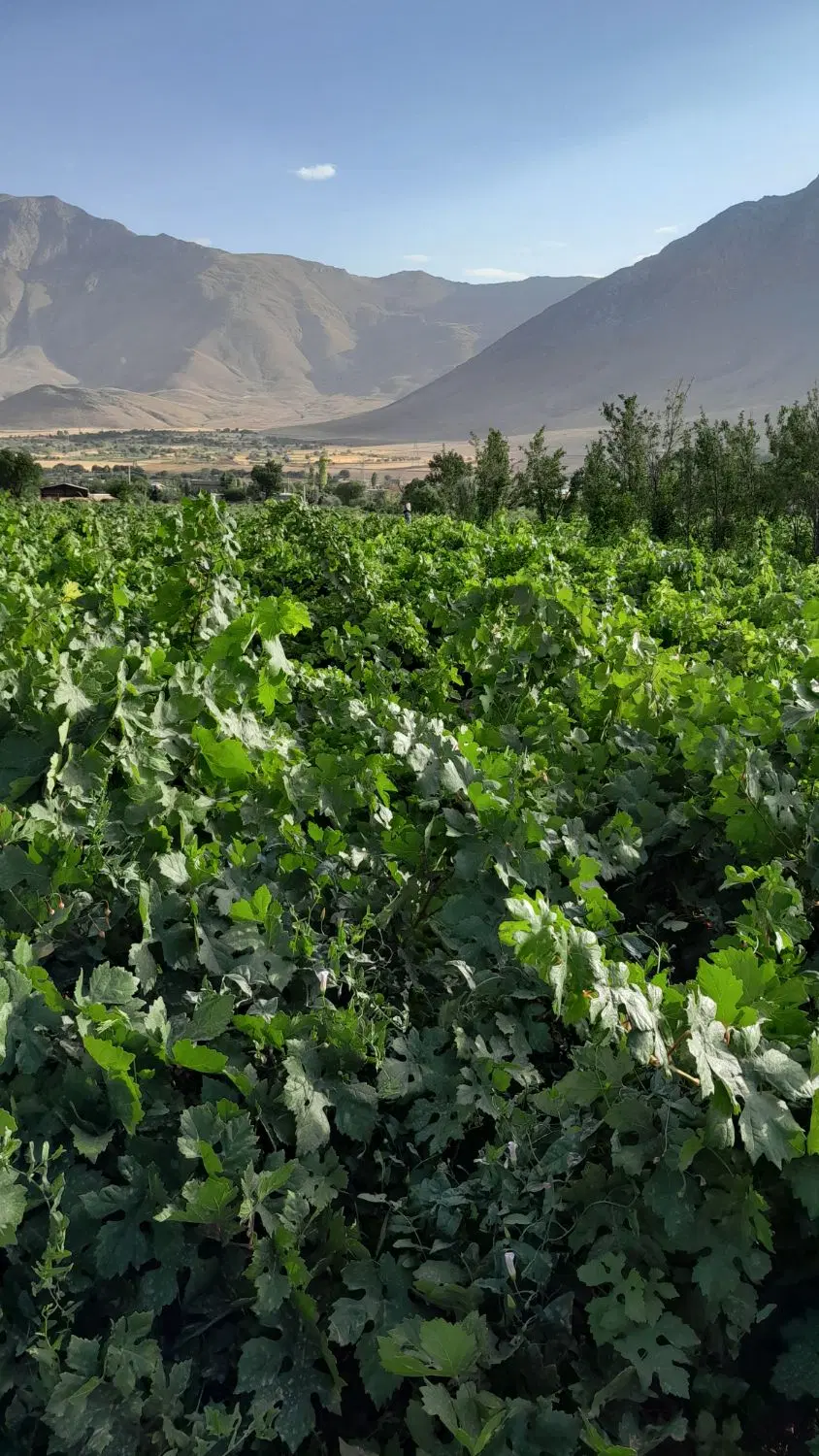 فروش باغ انگور
