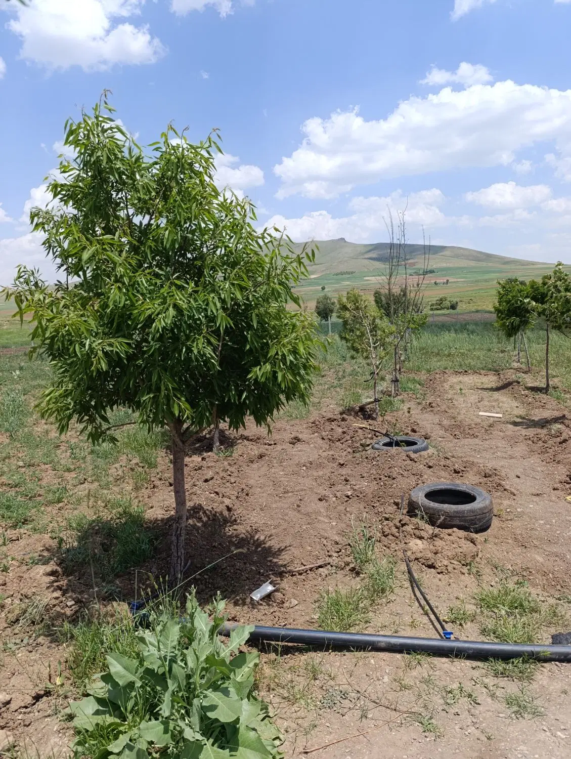 باغ سرنجیانه 2300متر شش ساعت اب چشمه