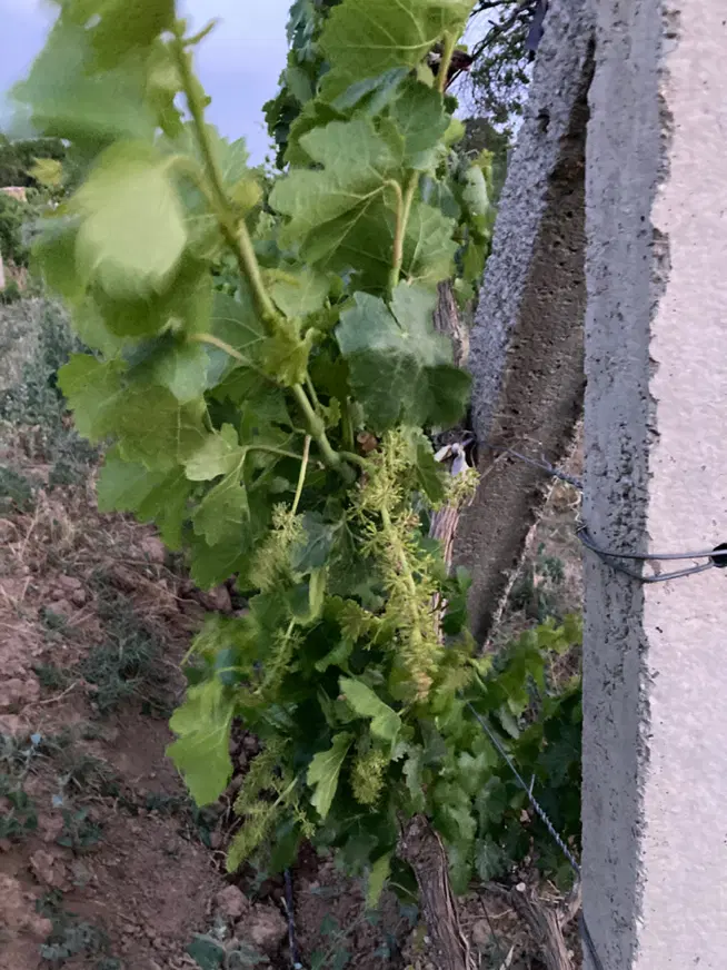 باغ انگور داربستی سند دار