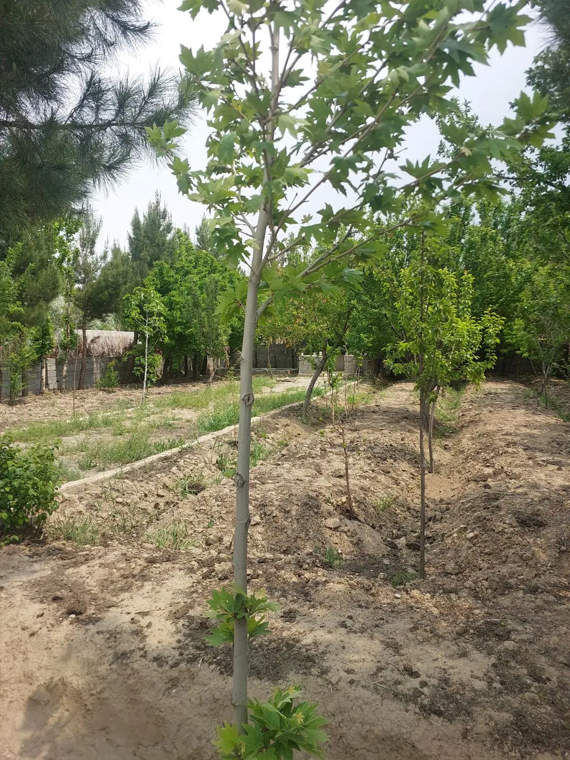 باغچه ۳۰۰متری سند دار