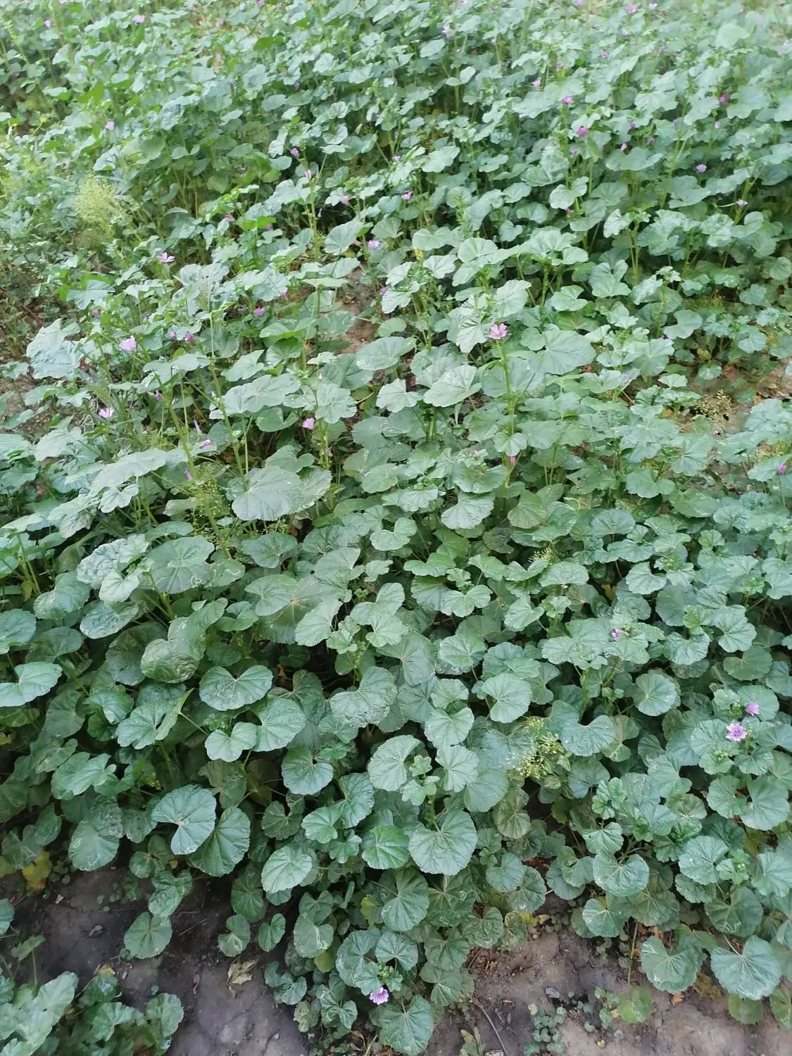 اجاره چهار دیواری بابت گلخانه و کشاورزی