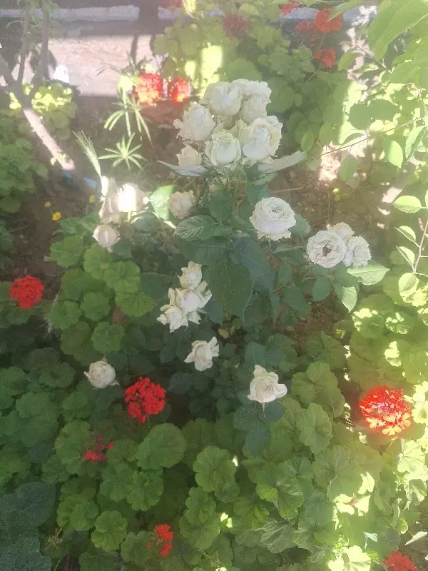 فروش زمین  باغشهر