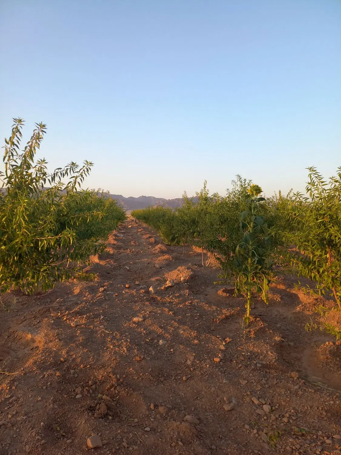 باغ وزمین باغی
