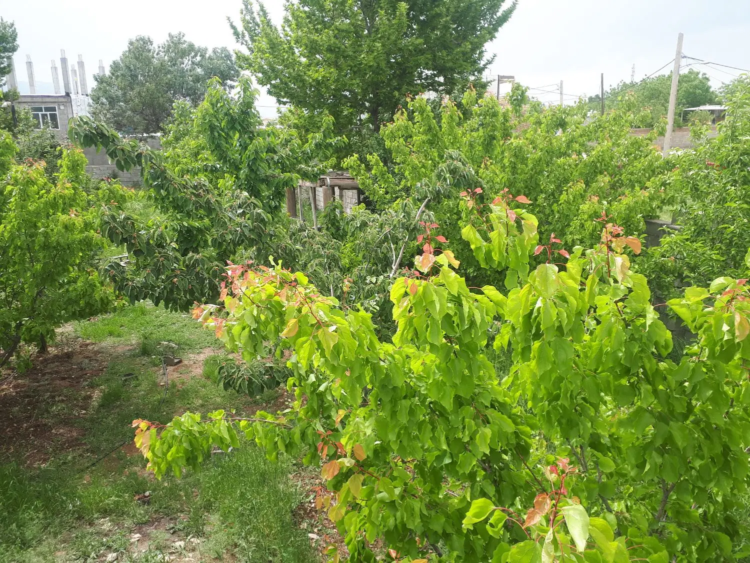 زمین مسکونی دو کله ۶۰۰ متر طرح هادی روستای ترشاب