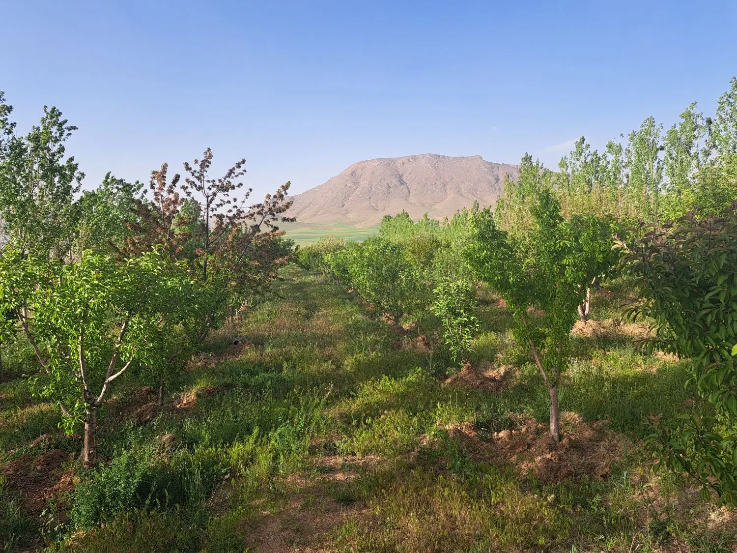 زمین با اب کشاورزی