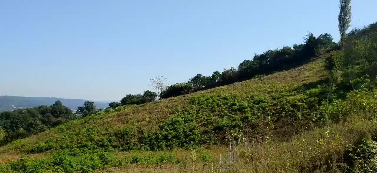 زمین ویو دار