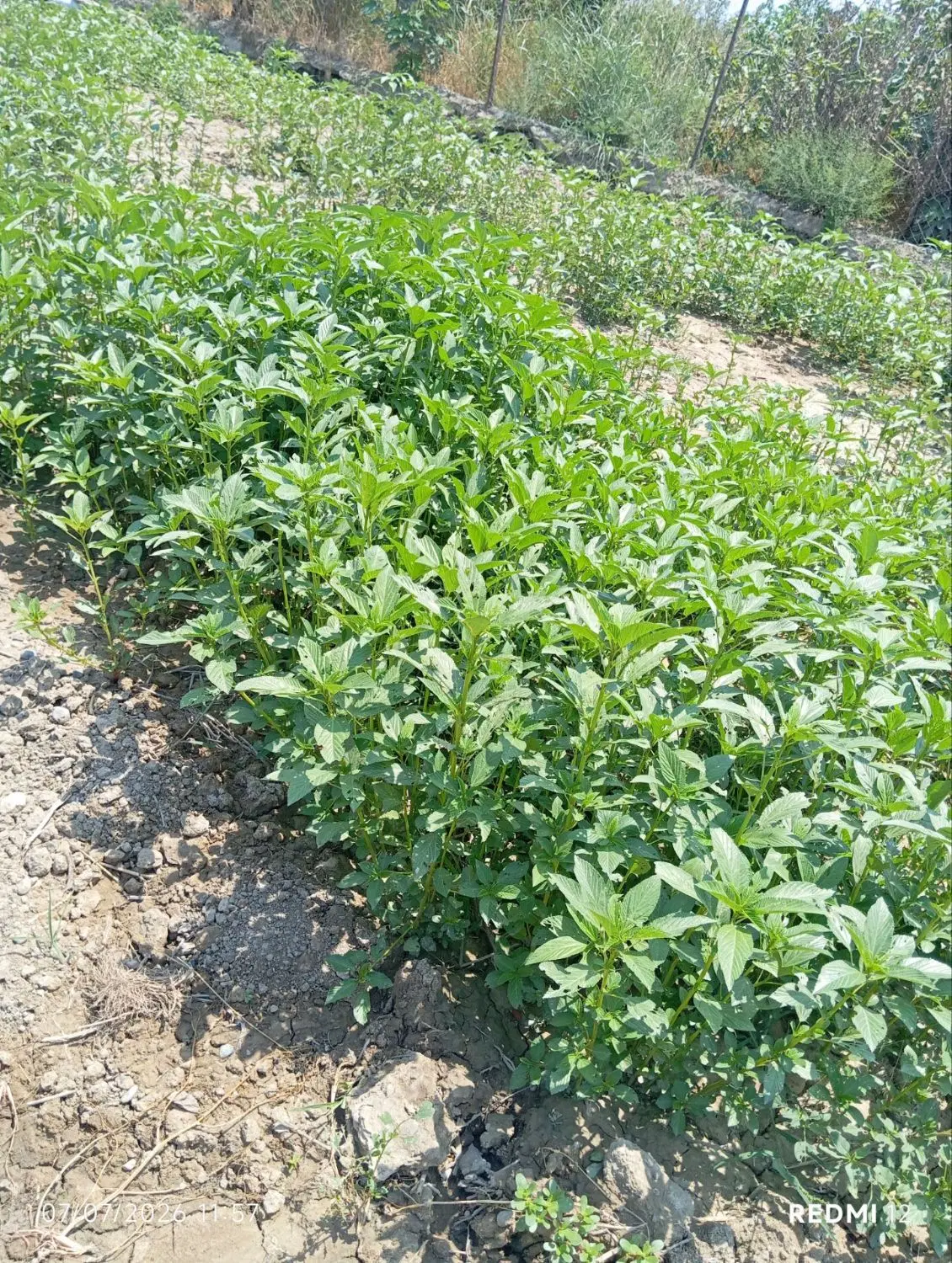 فروش دو هکتار زمین