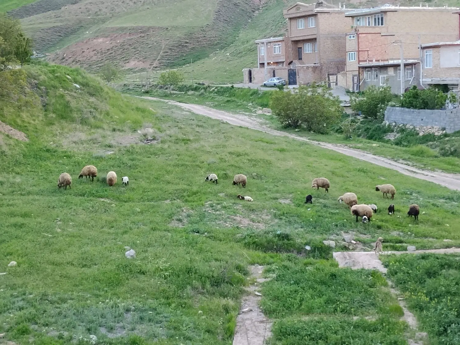 زمین دامپزشکی،آخر رودکی