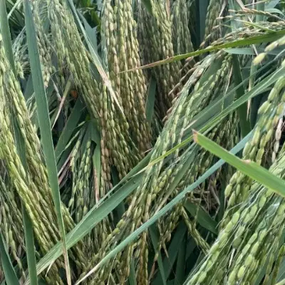 اجاره زمین برنج درحصار