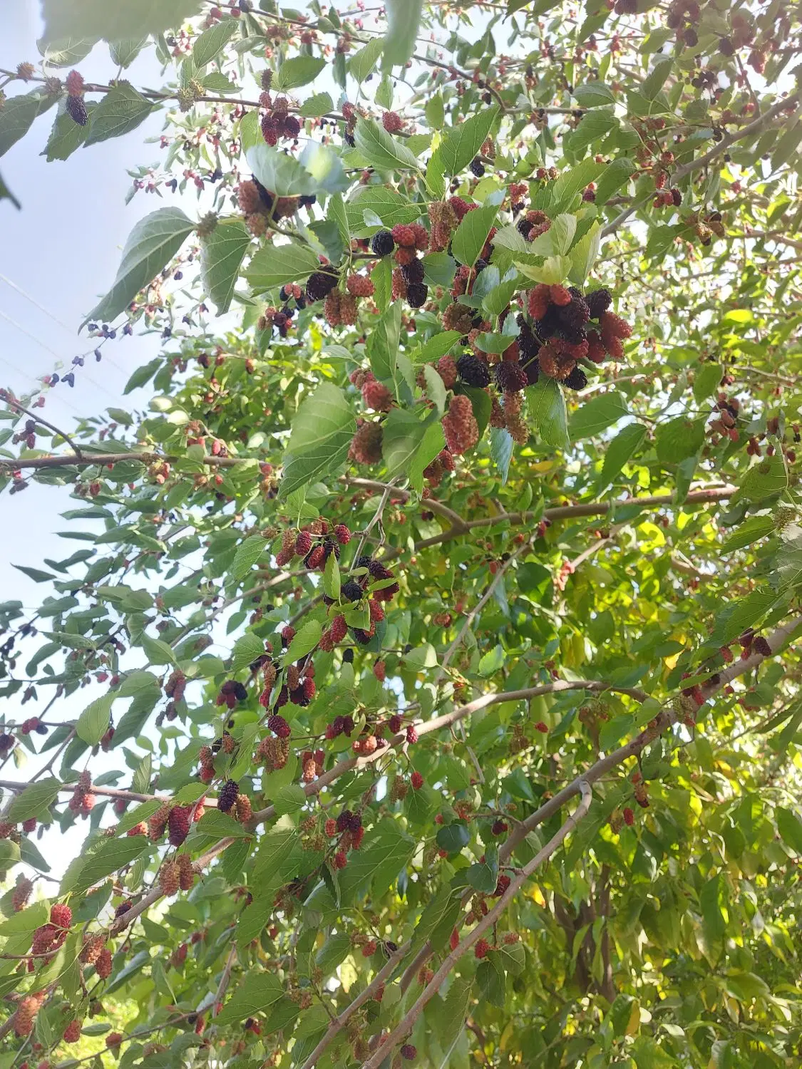 فروش زمین باغ۵هزار متری