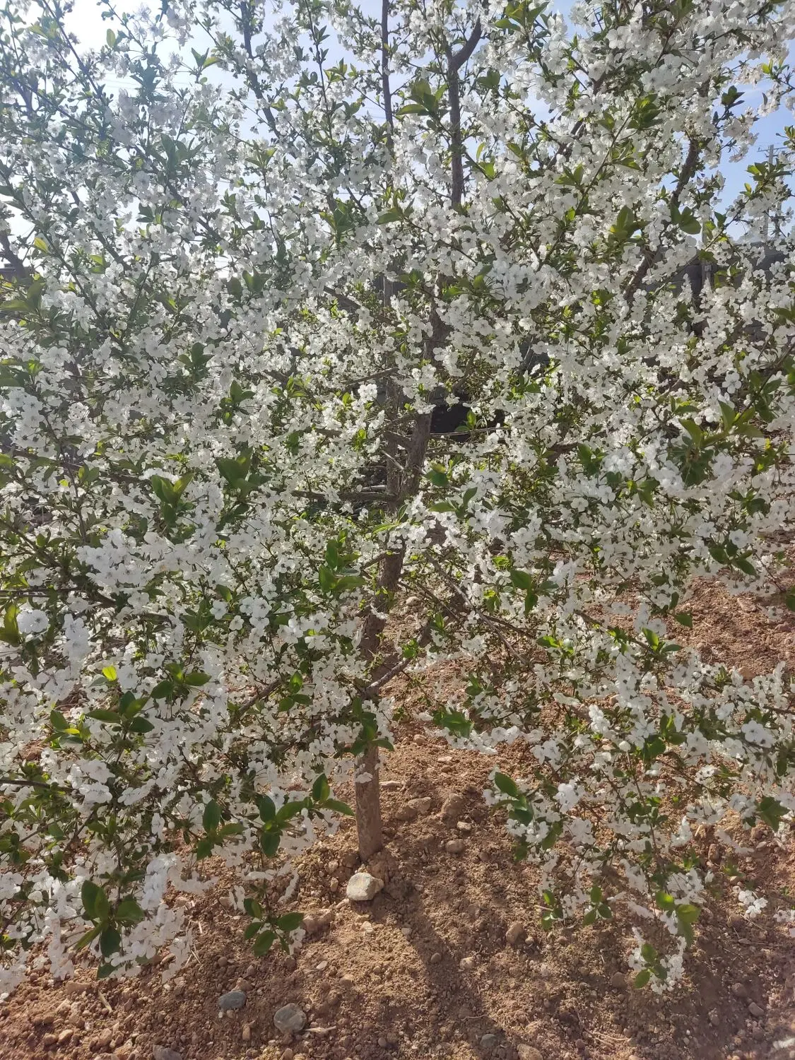 باغ دره ریز