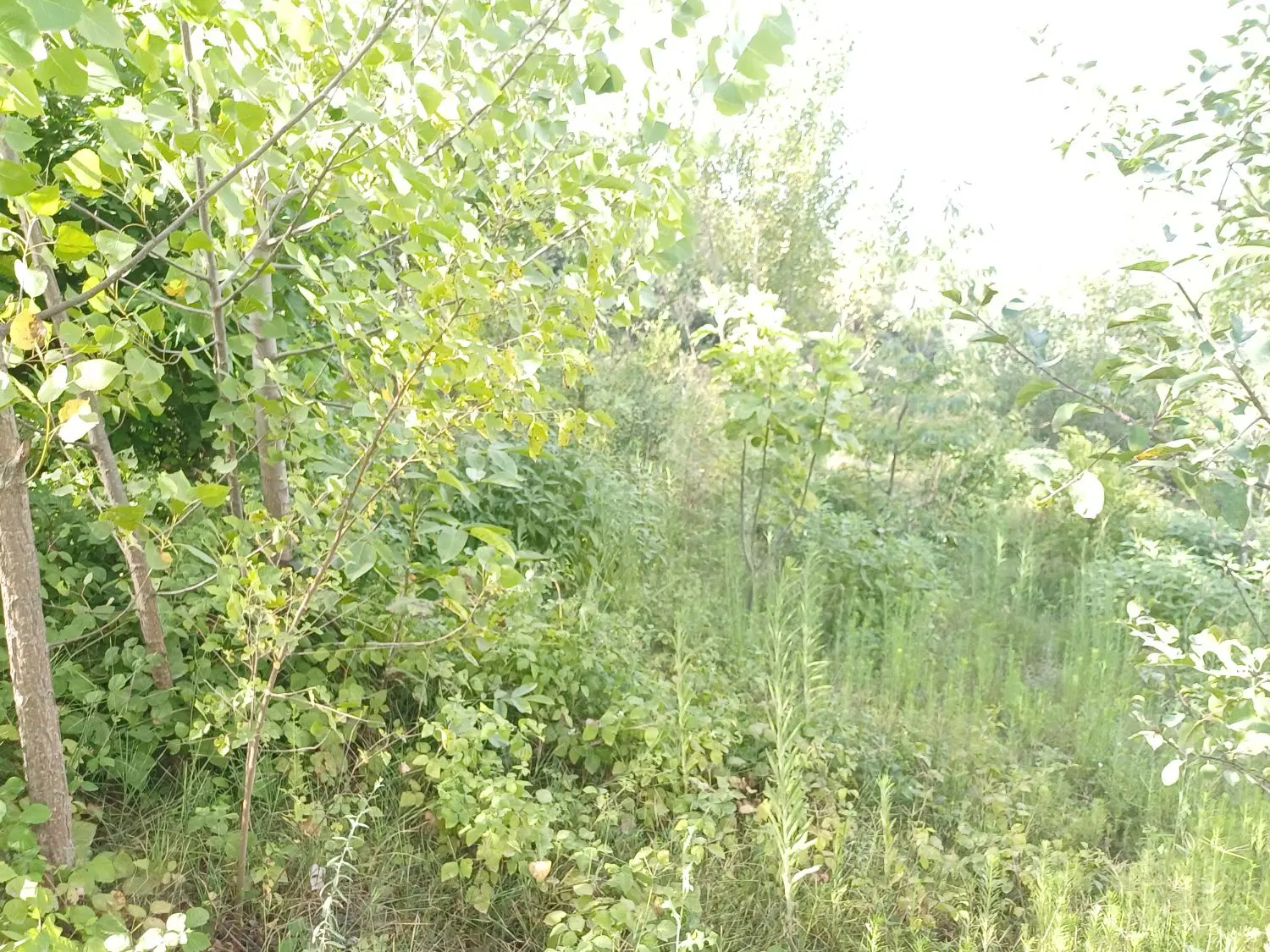 زمین ویلایی روستا با باغ درختان مثمر ۲۸۰۰متر